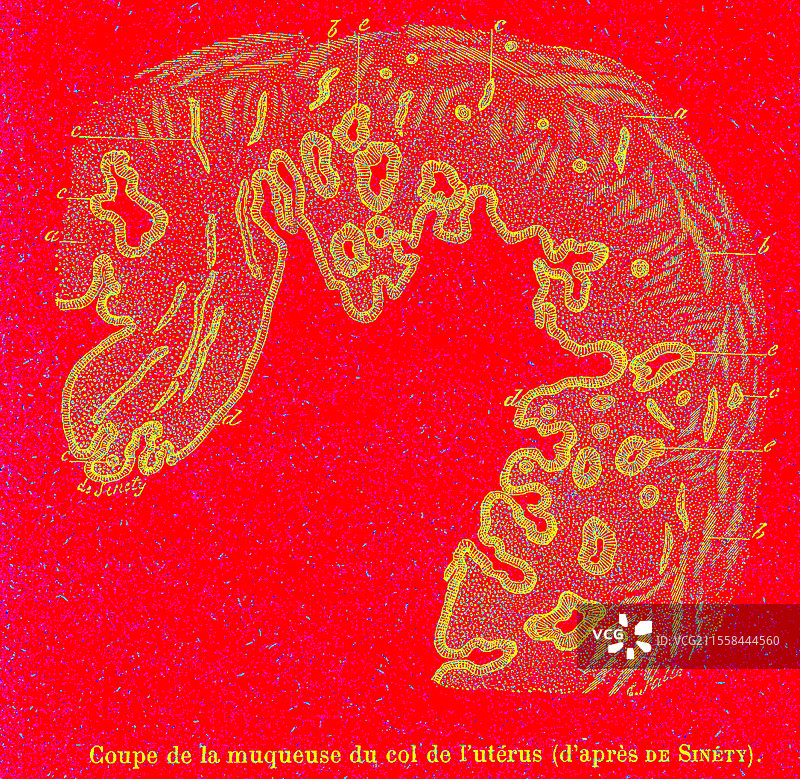 子宫颈，插图图片素材