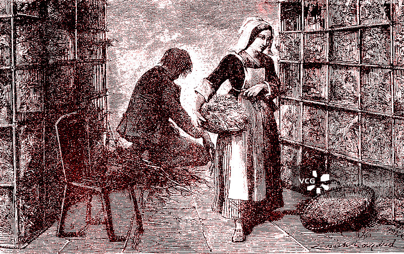 养蚕，19世纪插图图片素材