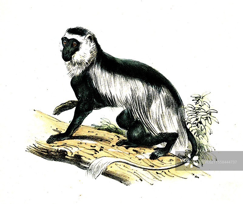 19世纪的披肩黑猩猩插图图片素材