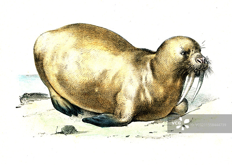 海象，19世纪插图图片素材