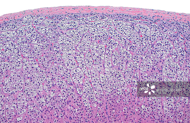 肾上腺皮质，光学显微镜图像图片素材
