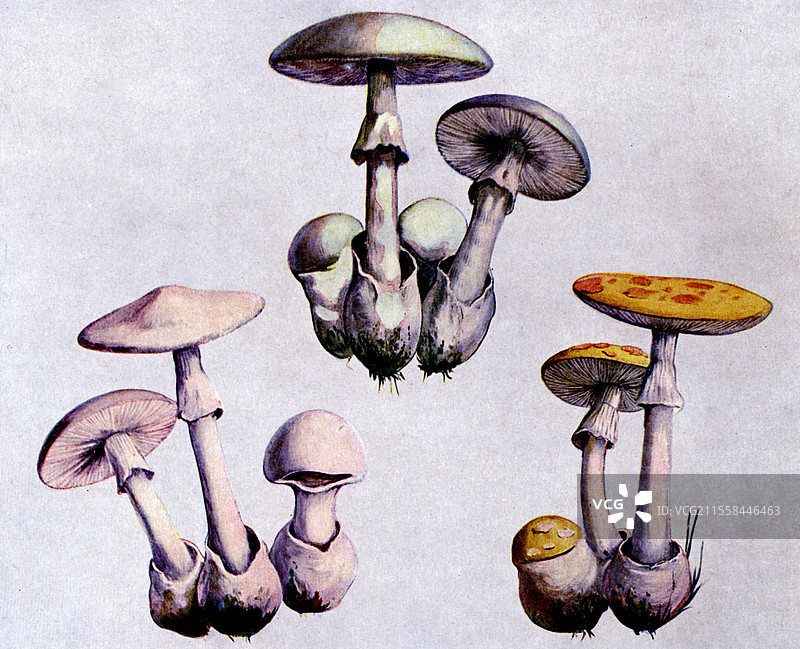 毒蝇伞蘑菇插图图片素材