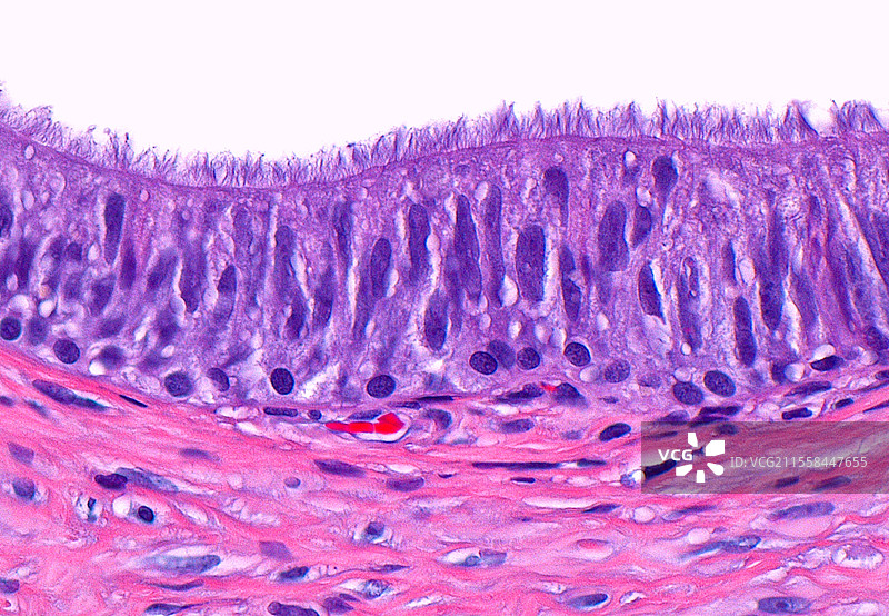 输精管上皮，光学显微镜图像图片素材