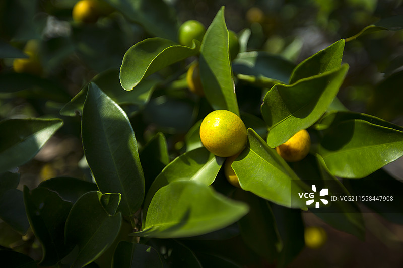 成熟的橘子图片素材