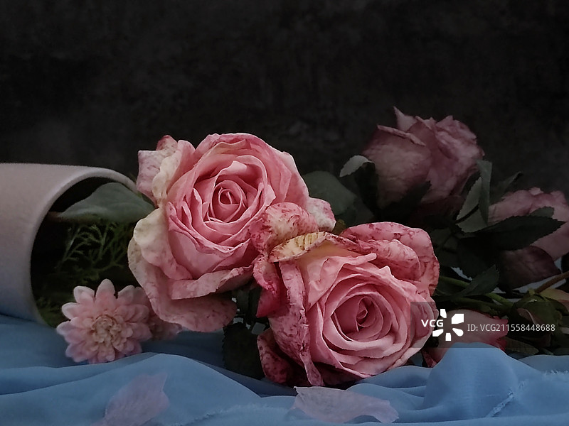 玫瑰（静物）图片素材