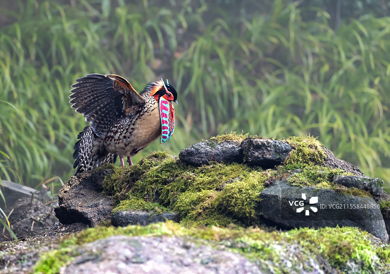 黄腹角雉《激情澎湃》Yellow-billed Tragopan图片素材