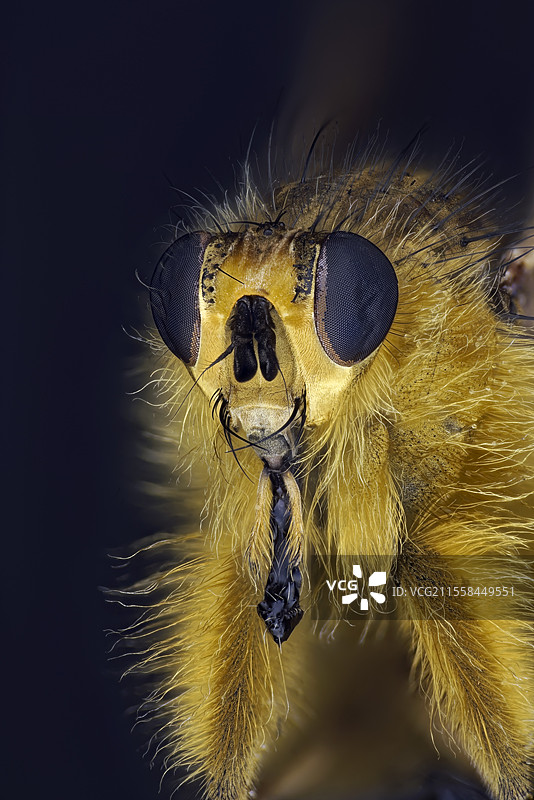 黄色粪蝇图片素材