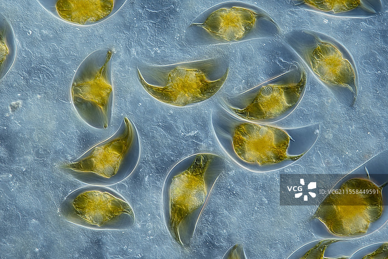 月牙状火藻，光学显微镜图像图片素材