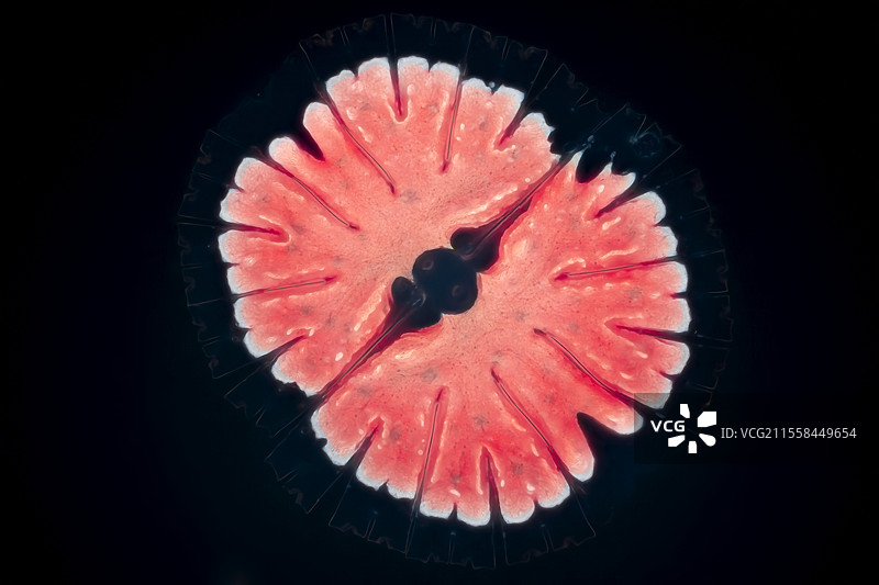 Micrasterias thomasiana var. notata藻类，光学显微镜图像图片素材