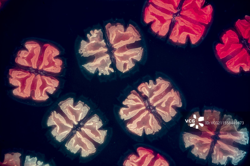 Micrasterias truncata藻类，光学显微镜图像图片素材