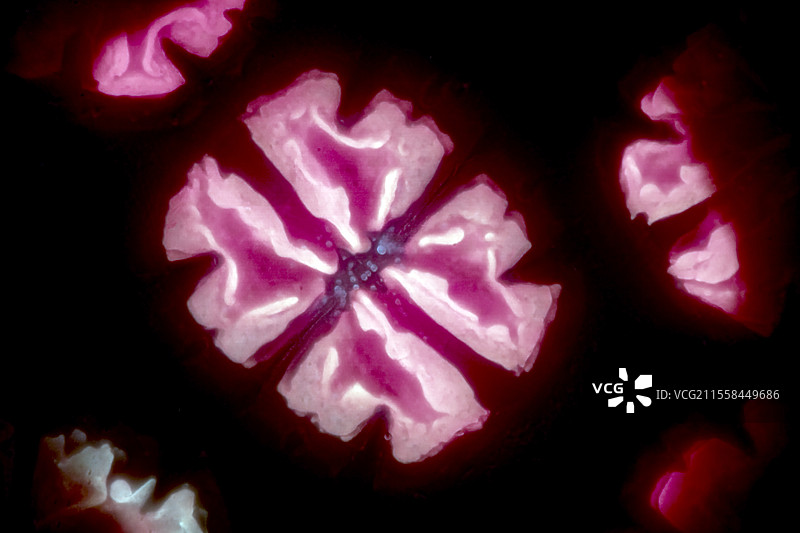 Micrasterias truncata藻类，光学显微镜图像图片素材