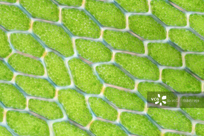 冥河苔藓的光学显微镜图像图片素材