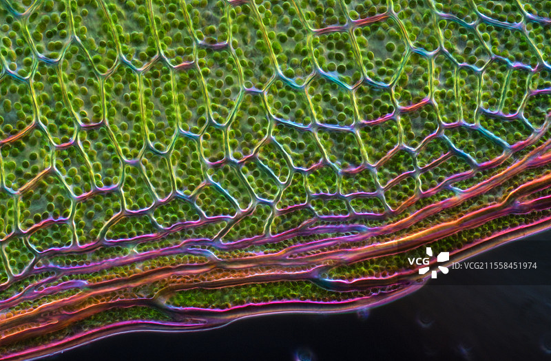 冥河苔藓的光学显微镜图像图片素材