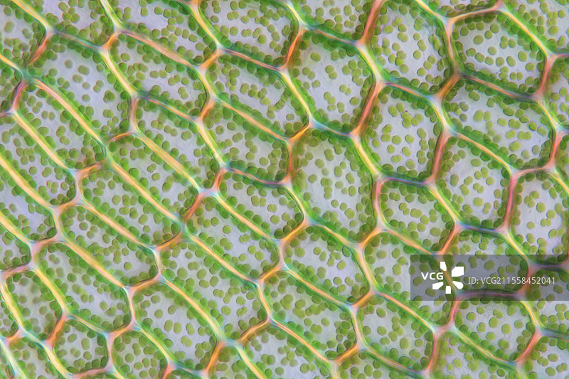 冥河苔藓的光学显微镜图像图片素材