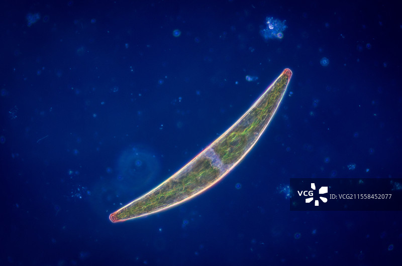 光学显微镜下的Closterium属绿藻图片素材