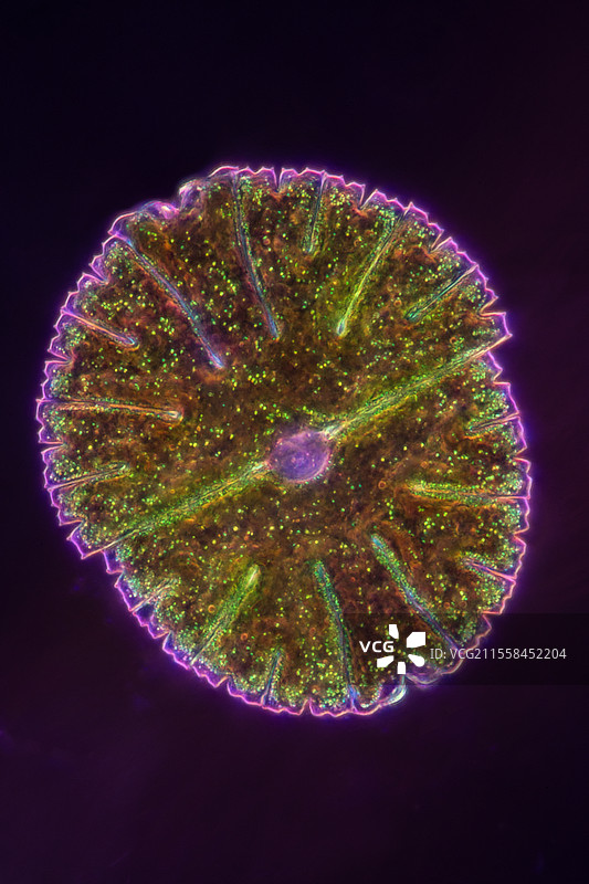 微型绿藻 Micrasterias 的光学显微镜图像图片素材