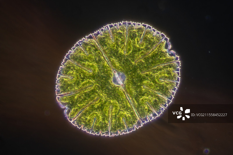 微星藻，光学显微镜图像图片素材