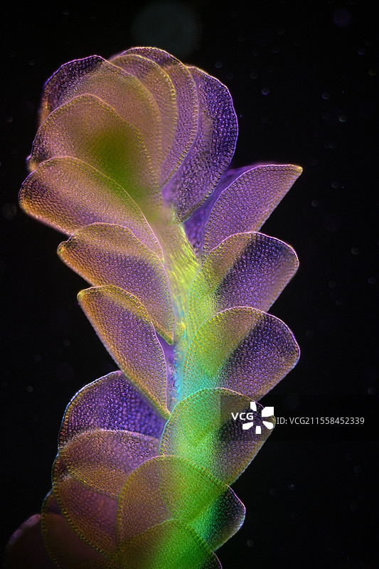 冥河苔藓的光学显微镜图像图片素材