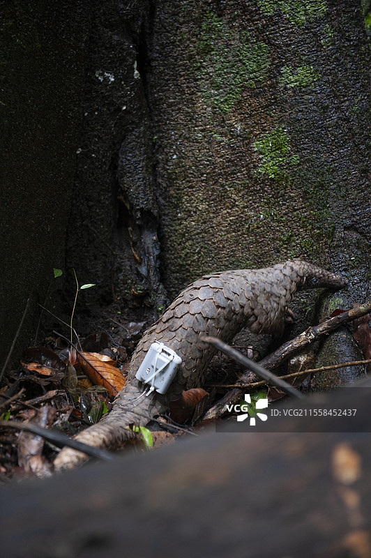 靠近树干的苏门答腊穿山甲图片素材