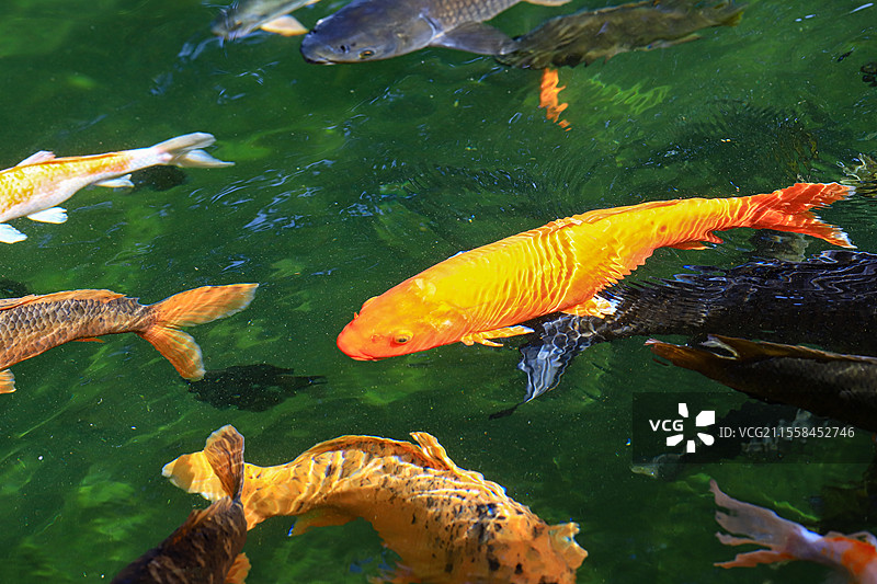 宝墨园的锦鲤图片素材