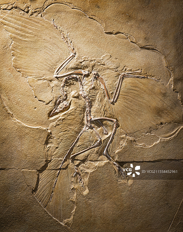 灭绝的鸟类恐龙化石图片素材