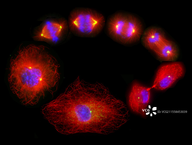 有丝分裂和细胞质分裂，光学显微镜图像图片素材