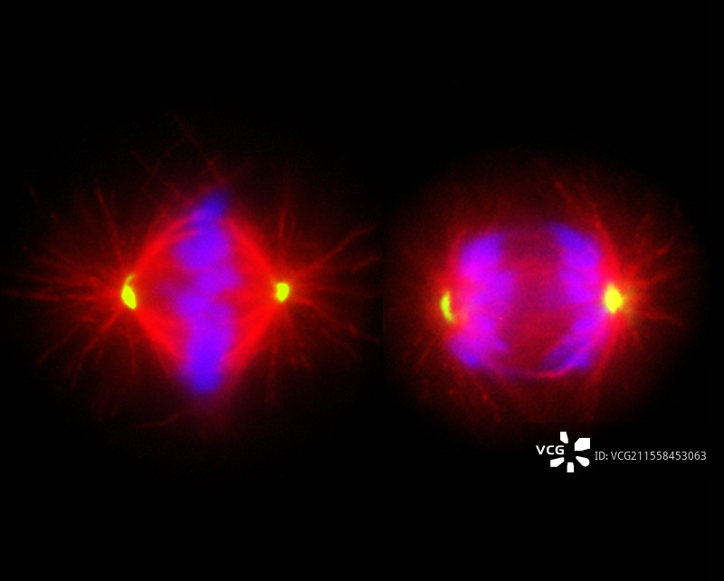 有丝分裂，光学显微镜图像图片素材