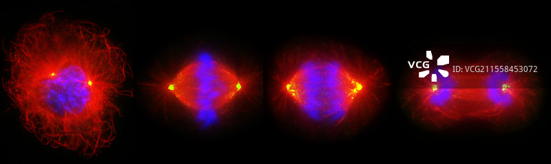 有丝分裂，光学显微镜图像图片素材