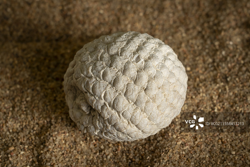 阿劳卡里亚·米拉比利斯树锥化石图片素材