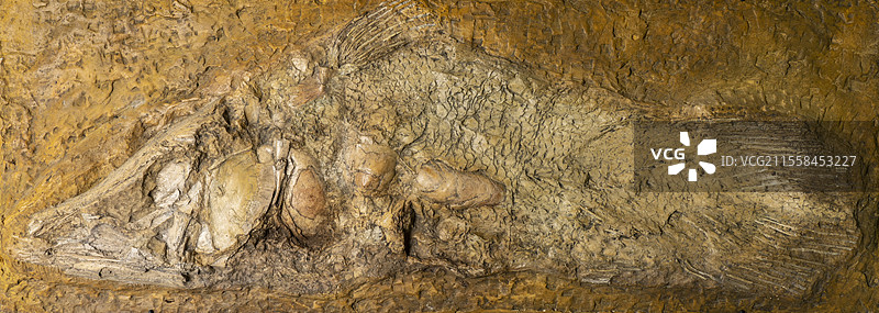 古代肺鱼化石图片素材