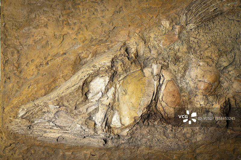 古代肺鱼化石图片素材