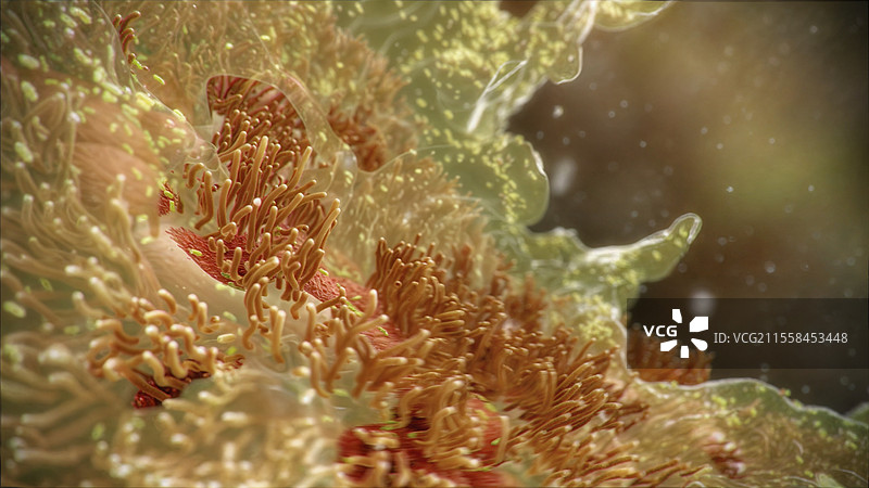 百日咳插图图片素材