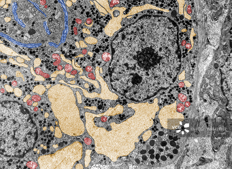 内质网，透射电子显微镜图片素材
