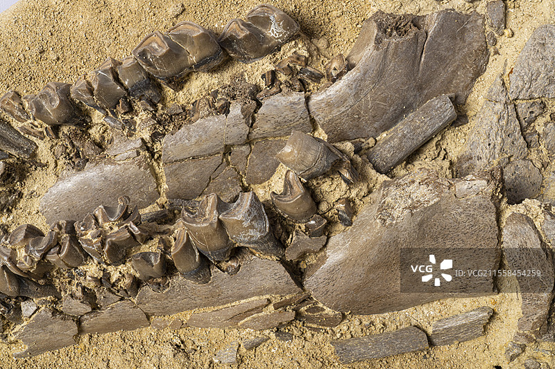 灭绝犀牛的下颌化石图片素材