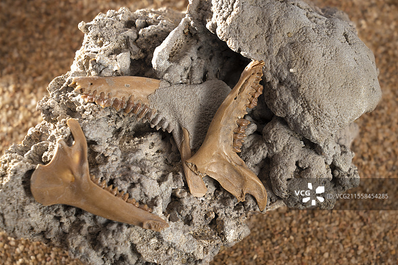 史前兔子大小的哺乳动物下颚化石图片素材