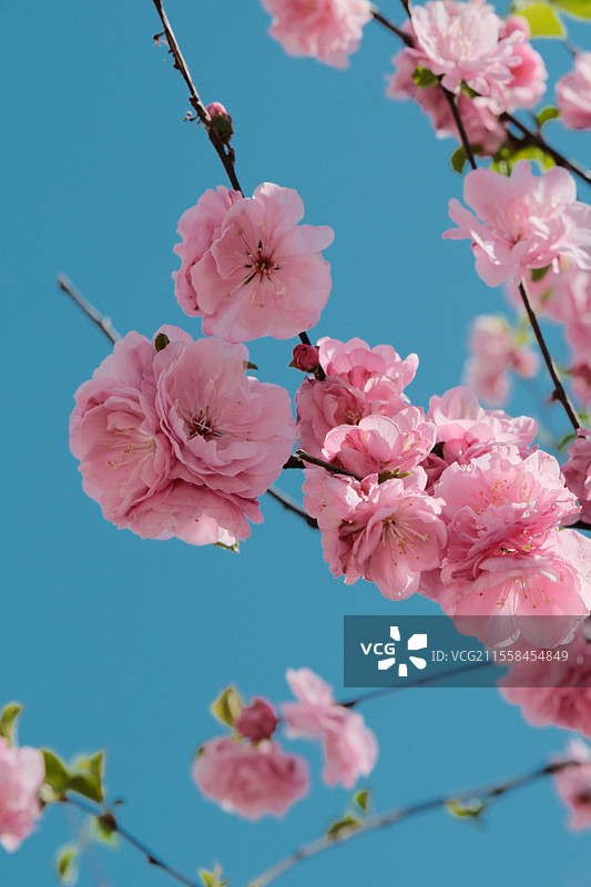 北京春天的小区的春意图片素材