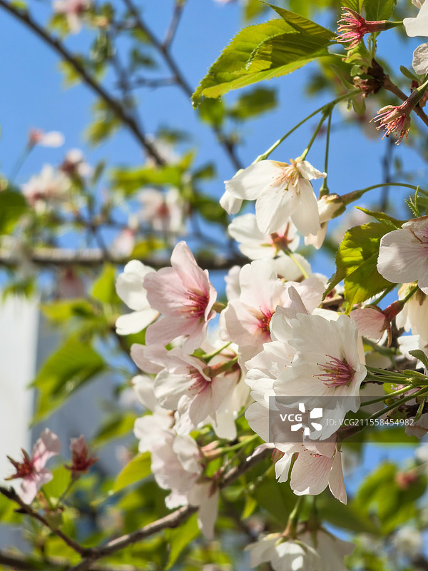 宁波大学的樱花图片素材