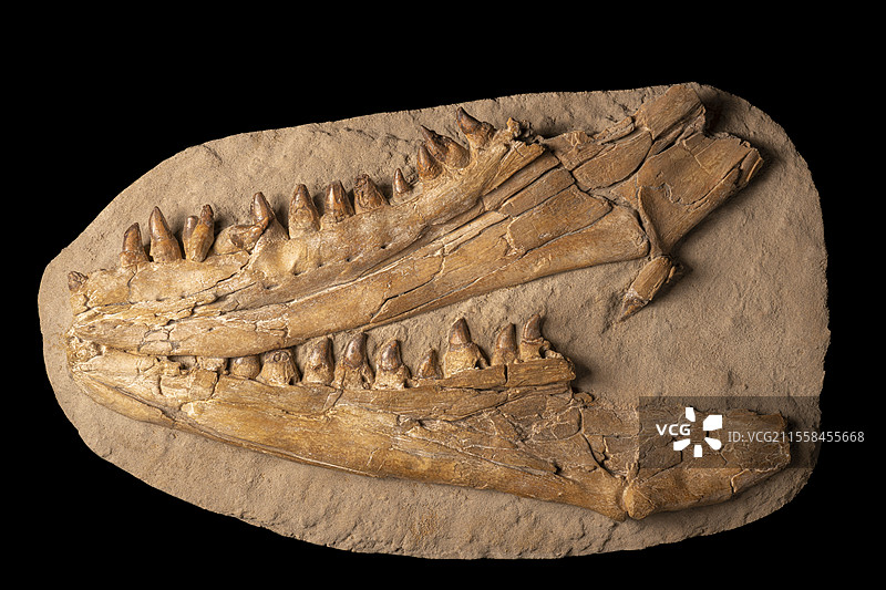 莫萨萨aurus下颌化石图片素材