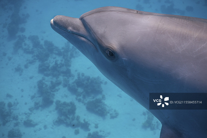 大西洋宽吻海豚图片素材