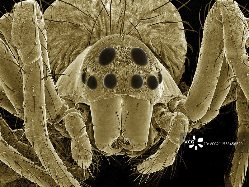 狼蛛，扫描电子显微镜图像图片素材