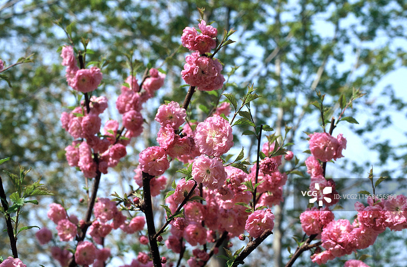 北京外国语大学花草图片素材