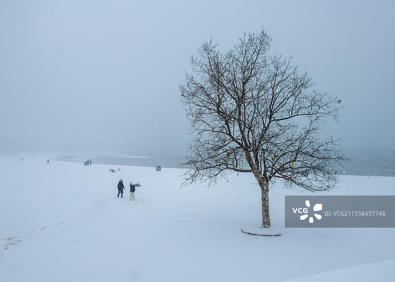 沙滩上一棵树图片素材
