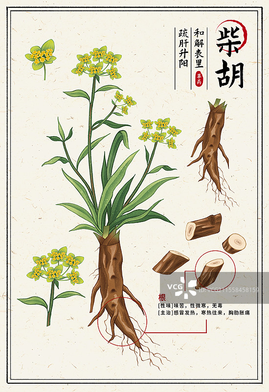 中国传统文化中医养生中草药药材医疗用品之柴胡图片素材