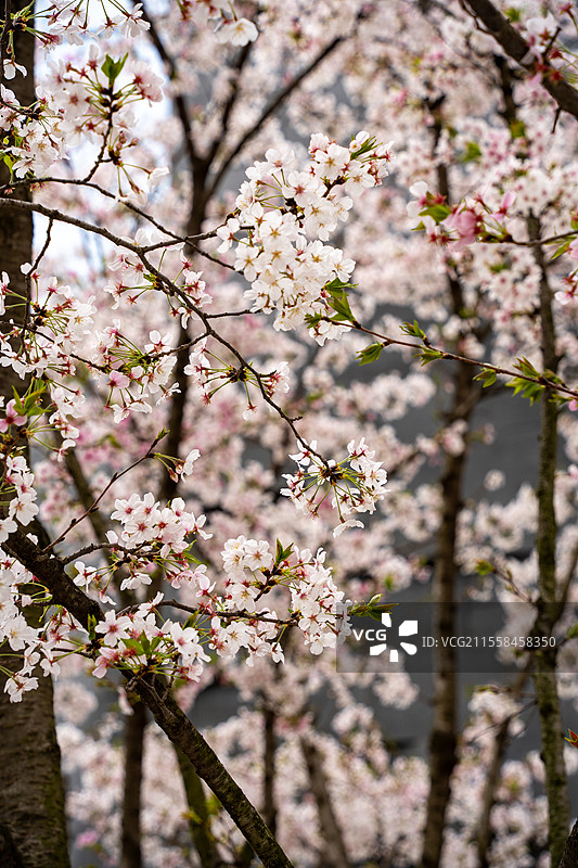 成都麓湖春天里的白色粉色樱花图片素材