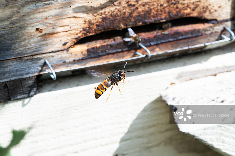 亚洲大黄蜂捕食蜜蜂巢图片素材