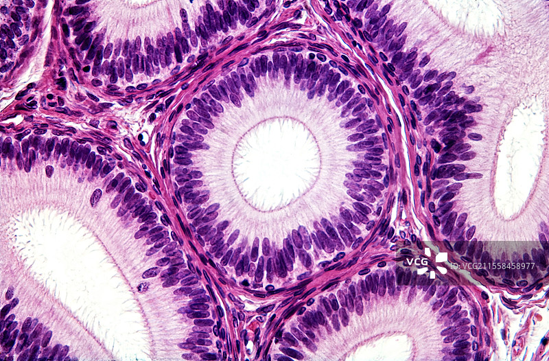 附睾，光学显微镜图像图片素材