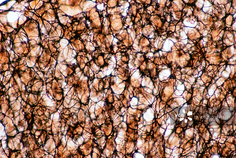 网状纤维，光学显微镜图像图片素材