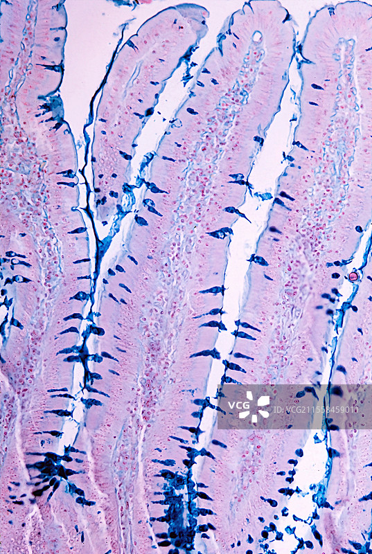 小肠中的杯状细胞，光学显微镜图像图片素材