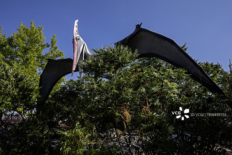 自然历史博物馆的翼龙复制品图片素材