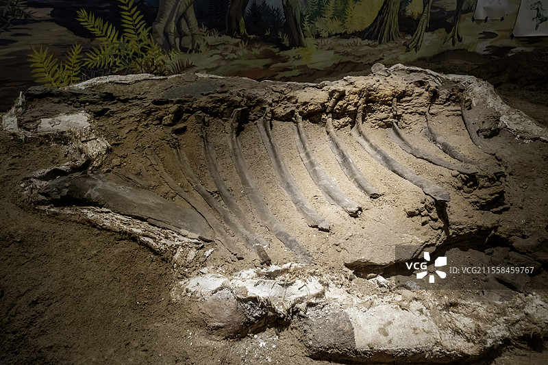 自然历史博物馆展出的剑龙化石图片素材